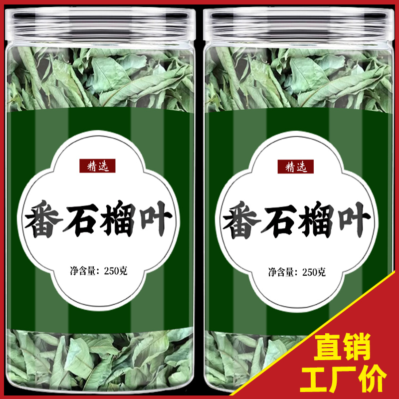 番石榴叶正品新鲜芭乐叶茶非野生广东高山番石榴茶番桃叶大片荼叶 - 图0