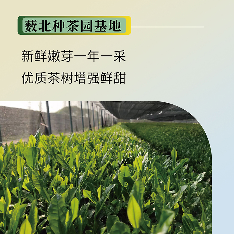 【天猫U先】五十铃抹茶粉15g*1包烘培甜点奶茶咖啡冰淇淋原材料-图3