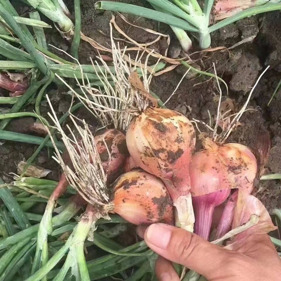 毛葱头毛葱小毛葱小号鲜嫩多汁很辣新鲜5斤鬼子葱小洋葱迷你洋葱,淘宝优惠券,粉丝福利购,淘宝优惠卷