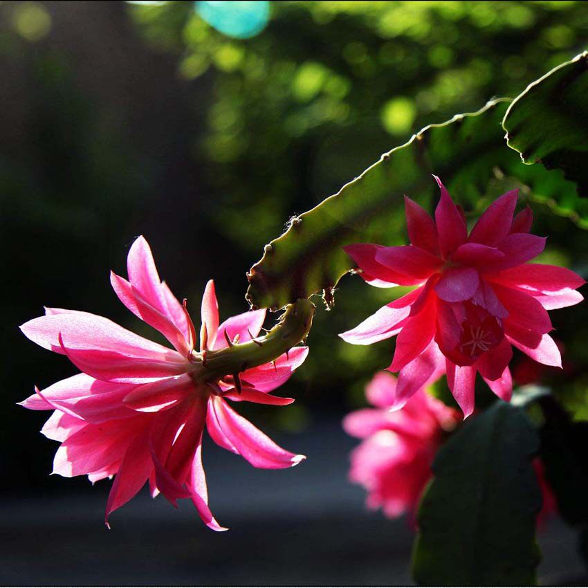 令箭荷花 红花宝剑仙人掌 蟹爪兰 优良嫁接木 令剑荷花扦插苗