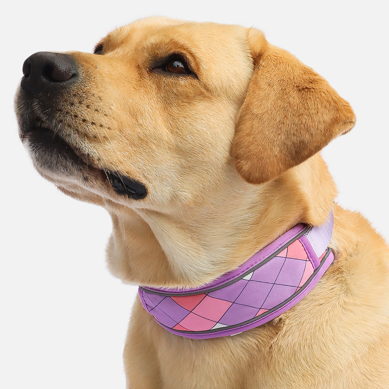 狗脖圈中大型犬防勒柴犬柯基狗狗项圈拉布拉多脖套金毛防爆冲颈圈