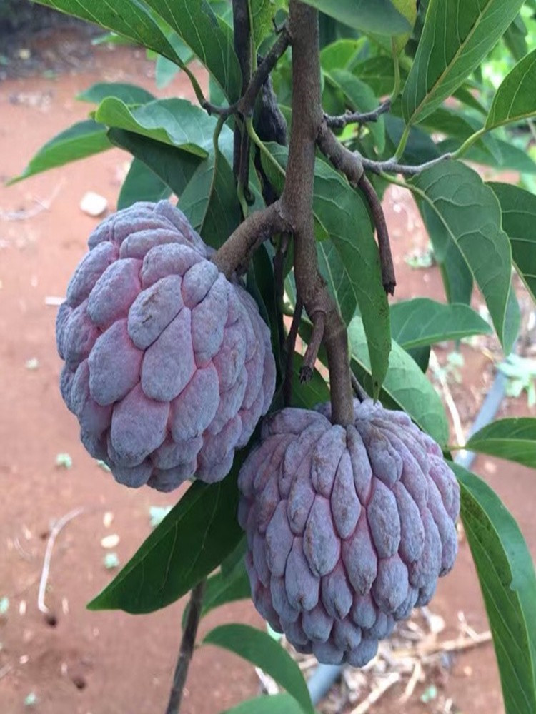 台湾凤梨释迦苗佛陀果南方种植嫁接盆栽阳台庭院番荔枝释迦果苗树 - 图0