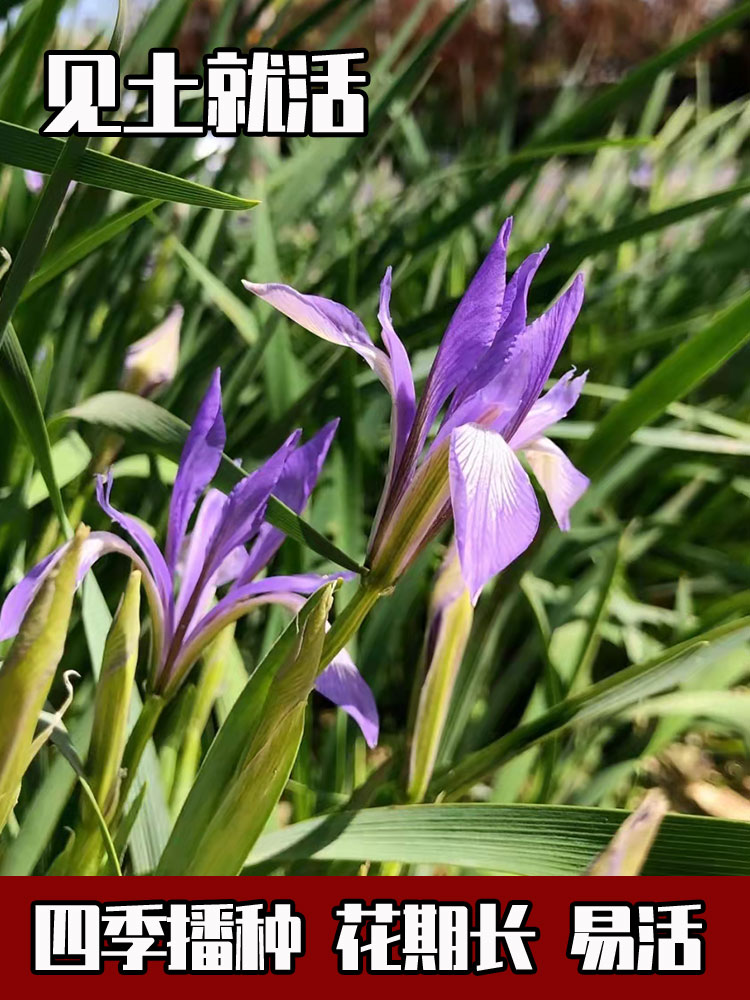 马莲种子多年生花卉植物花种籽子马兰种子马蔺易活花籽绿化花种子-图2