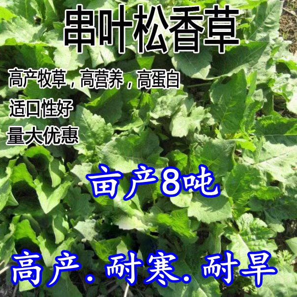 串叶松香草种子牧草多年生猪牛羊鹅食用华夏中华神菊教授菊种籽 - 图3