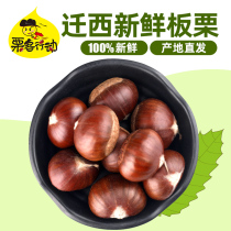 Chestnut Act 2023 relocated to Xisheng Chestnut Yanshan Fresh Raw Chestnut artificial selection of large grain fresh raw chestnuts