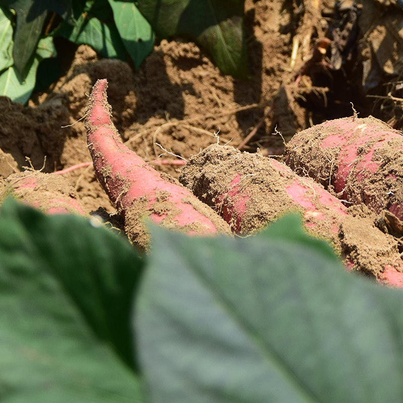 【老李-保真】唐山蜜薯糖心新鲜地瓜 栗客行动番薯