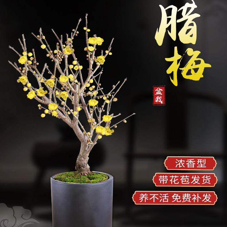 腊梅花树苗盆栽素心腊梅老桩盆景腊梅黄色耐寒浓香型花卉庭院阳台,淘宝优惠券,粉丝福利购,淘宝优惠卷