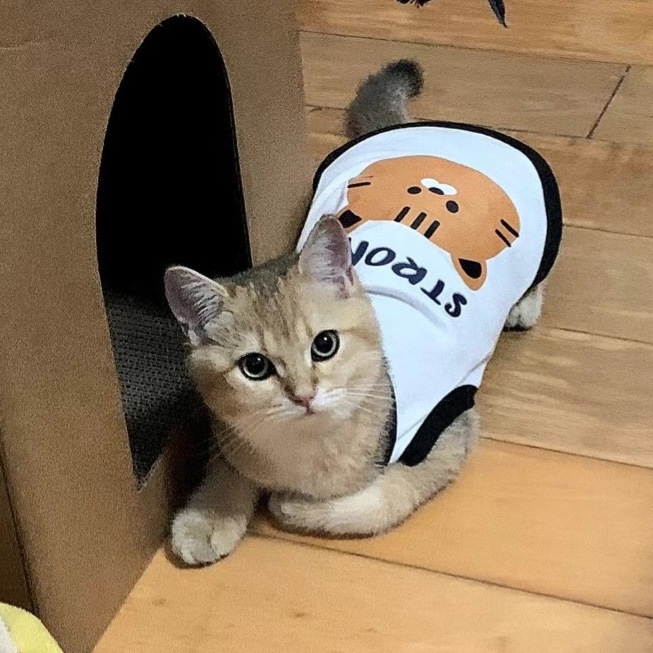 猫咪衣服薄款春夏季宠物可爱背心狗狗马甲无袖蓝猫银渐层美短德文-图0