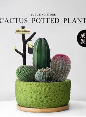 仙人掌盆栽组合多肉植物室内仙人球防辐射办公室桌面绿植花卉盆景
