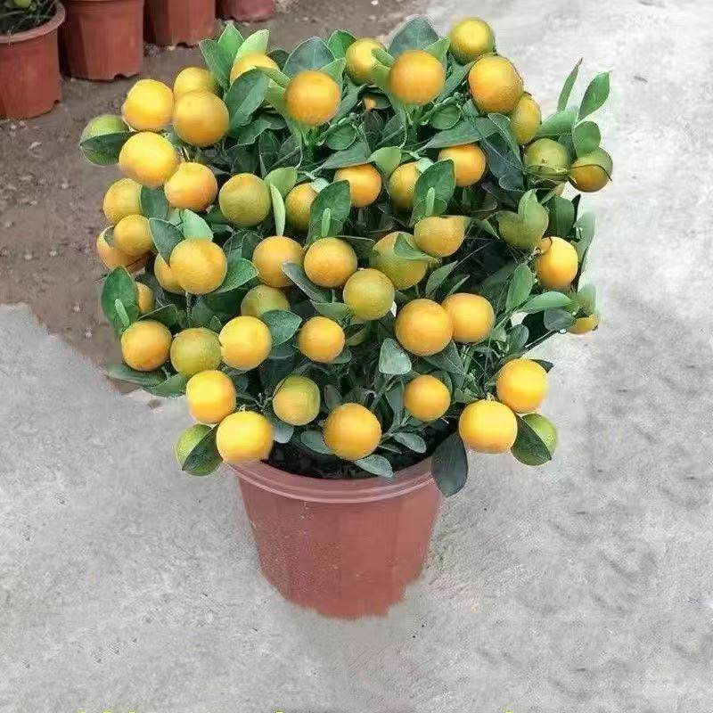 金桔树盆栽带果四季橘子桔子可食用植物客厅室内大型绿植年宵花,淘宝优惠券,粉丝福利购,淘宝优惠卷