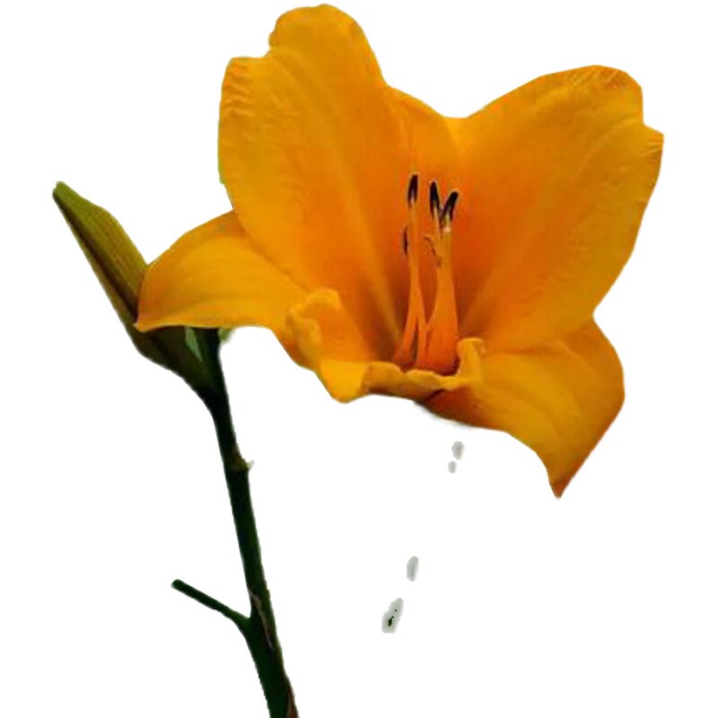 黄菖蒲黄花红花紫花鸢尾水生植物生态环保美人蕉湿地栽工程绿化