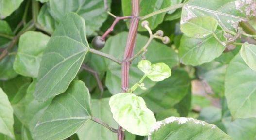 新鲜现采 六方藤 松筋藤 新鲜500G,淘宝优惠券,粉丝福利购,淘宝优惠卷