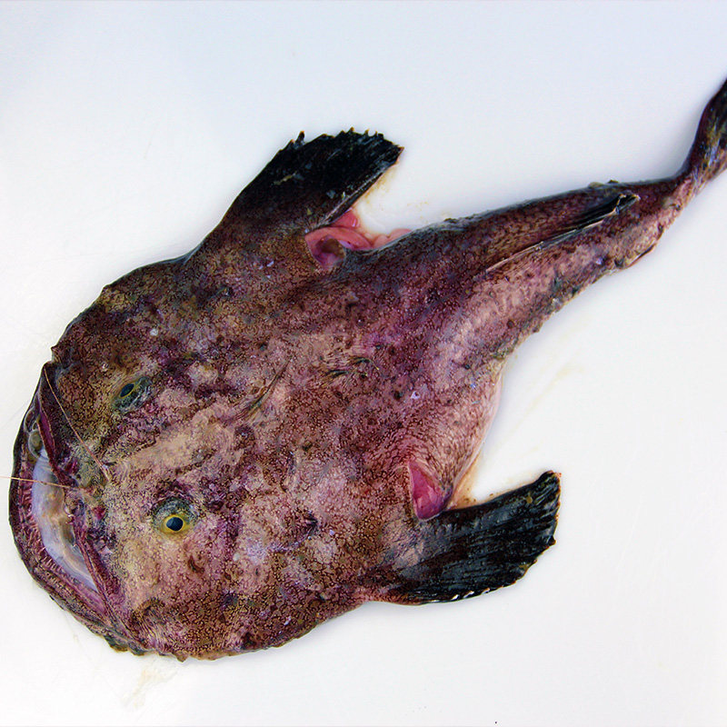 大安康鱼5斤新鲜海捕特鲜活海鲜水产冷冻海鱼灯笼鱼蛤蟆鱼,淘宝优惠券,粉丝福利购,淘宝优惠卷