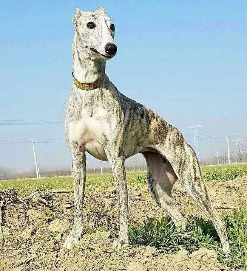 猎兔犬活体幼犬纯种格力犬惠比特犬格惠犬滑条犬细犬细狗幼犬活体 - 图3