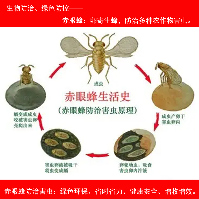 赤眼蜂玉米螟赤眼蜂松毛虫赤眼蜂螟黄稻螟赤眼蜂防治多种农林害虫 - 图1