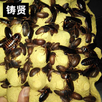 Mane Lion Lizard Grain Feed BAO WEN Palate Gel Blue Tongue Reptile Lizard Universal Grain Dubia