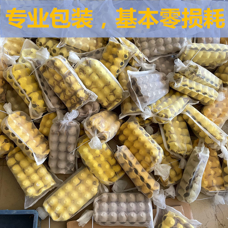 大麦虫活虫鲜活面包虫大号黄粉虫金龙鱼鱼食八哥画眉鸟食活体虫子,淘宝优惠券,粉丝福利购,淘宝优惠卷