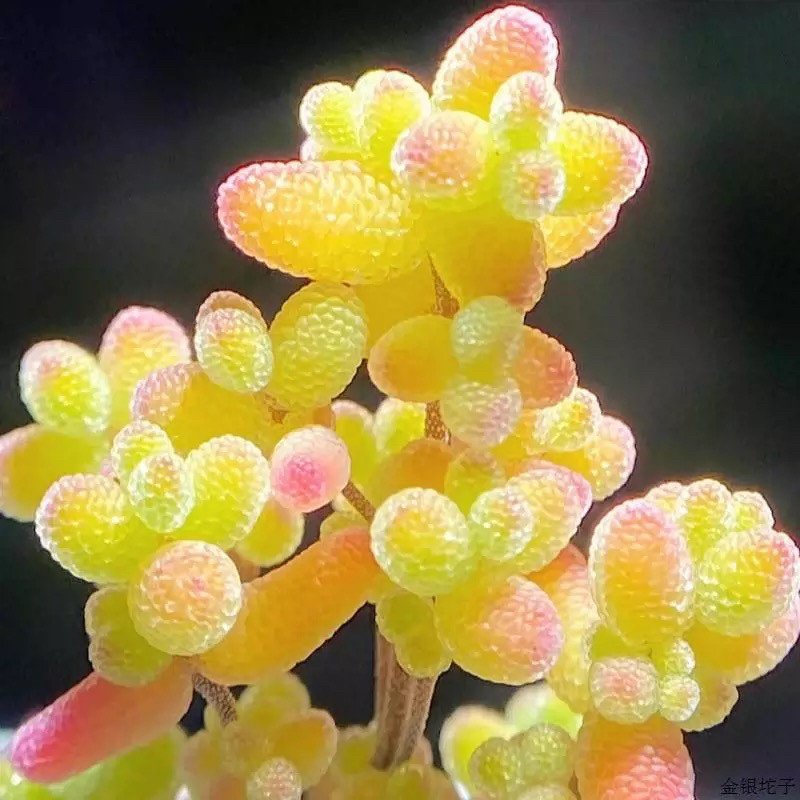 糖球金橘枝干番杏糖果多肉植物米粒钻石冰晶新手好养造型小老桩,淘宝优惠券,粉丝福利购,淘宝优惠卷