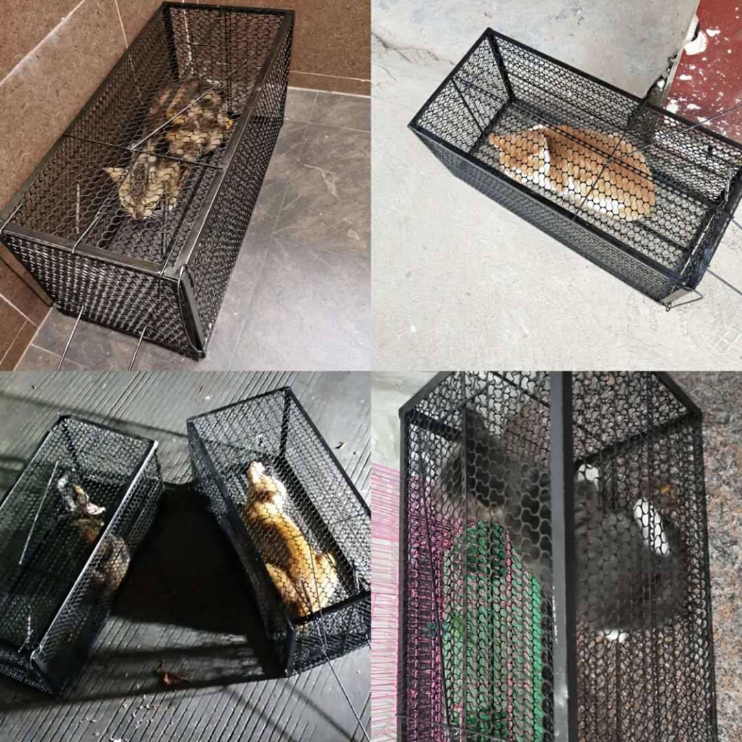 人道救助笼全自动大号捕猫笼流浪猫寻猫神器加厚捉猫笼野外抓猫笼 - 图2