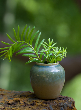 迷你小花缸水培植物花瓶铜钱草绿萝容器客厅花插打孔版可土培