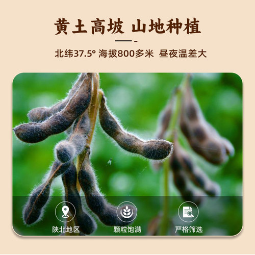 陕北豆子新黄豆打豆浆专用大豆农家自种豆粒杂粮大黄豆生黄豆豆芽 - 图1