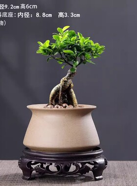 粗陶透气小号花盆多肉发财树