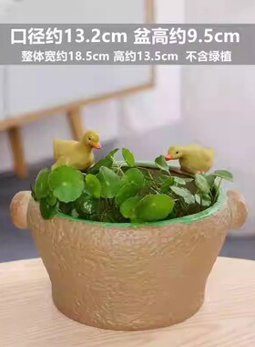 陶瓷玻璃水培花盆绿萝铜钱草