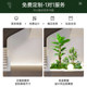Simulated green plants, high-end light luxury indoor landscaping, landscape combination decoration ornaments, balcony advanced bionic plant potted plants