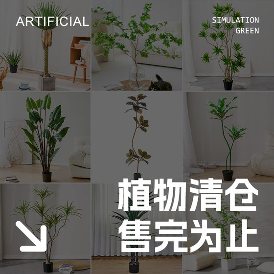 Love Pomelo Simulated Green Plants Clearance Green Plants