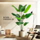 Light luxury simulated traveler banana floor-standing potted plant in the living room