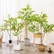 Love pomelo simulation lemon tree ins internet celebrity style