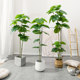 Love pomelo simulation heart leaf banyan simulation degree 11 restoration