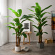 Nordic simulated green plants pomelo banana tree