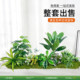 Simulated green plant landscaping combination indoor window corner bionic moss micro landscape fake plant bionic decorative ornaments