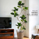 Simulated Green Plant Bengal Banyan Indoor Living Room TV Cabinet