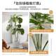 Simulated plants, fake trees, indoor living room, floor-to-ceiling large monstera, high-end bionic green plant potted decorative ornaments