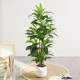 Nordic simulated green plants Brazilian wood potted plants floor-standing indoor