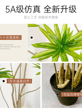 北欧风百合竹恋柚落地盆栽