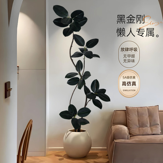 Black King Kong rubber tree simulated green plant living room decoration