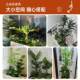 Love pomelo green plant gardening simulation green plant landscaping combination