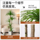 Fake flowers, simulated flowers, dragon blood tree decorative ornaments, indoor living room, high-end plastic flowers and green plants, floor-standing potted trees