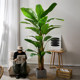 Nordic simulated green plants pomelo banana tree