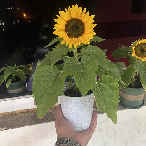 进口向日葵种孑矮生迷你室内外阳台四季开花种子观赏盆栽花卉种籽 - 图1