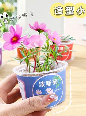 幼儿园科学实验果蔬种植杯绿植