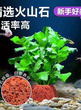 花百年山形火山石水草宝塔水榕