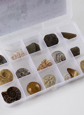 16种天然三叶虫化石海洋生物螺化石植物菊石科普教学标本摆件收藏