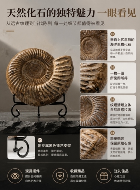 天然桌面海星贝壳化石科普