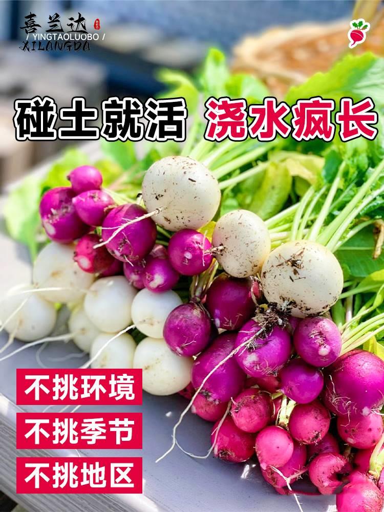 樱桃萝卜种子大全水果春秋樱桃萝卜菜籽四季种孑阳台盆栽蔬菜种籽-图1