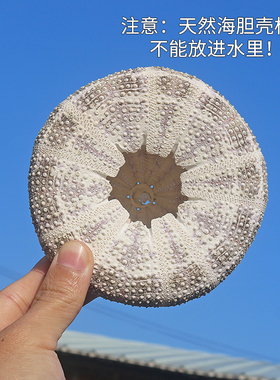 天然海螺贝壳八卦空气凤梨多肉