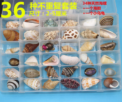 天然海螺贝壳海星标本礼盒装儿童海洋生物科普材料幼儿园礼物 - 图3
